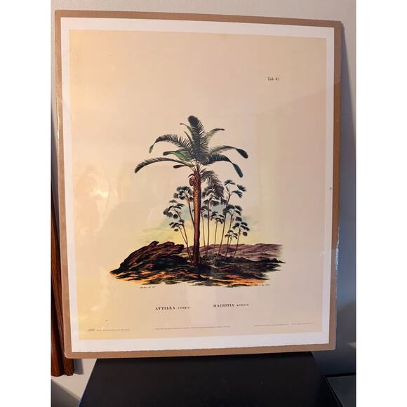 Attalea Compta & Prickly Ita (Mauritia Armata) Palm Trees Collotype Print Poster - Picture 1 of 5